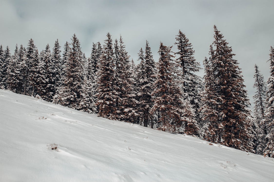 Scenic View of the Trees in the Snowy Mountains