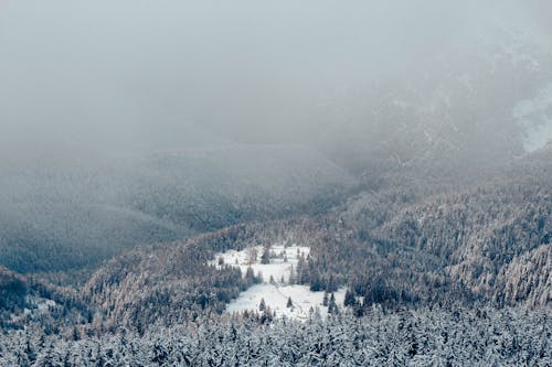 Immagine gratuita di alberi verdi, fotografia aerea, montagne