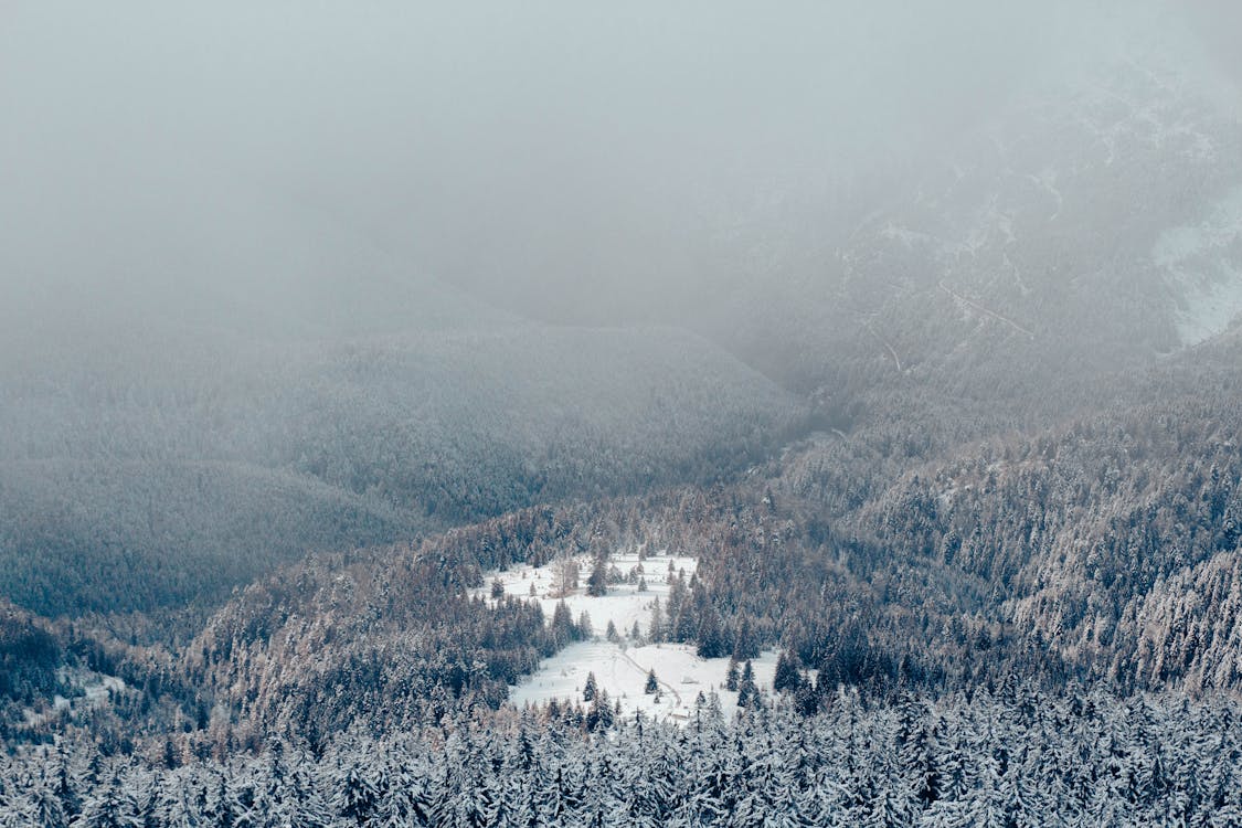 Aerial Photography of Trees in the Mountains