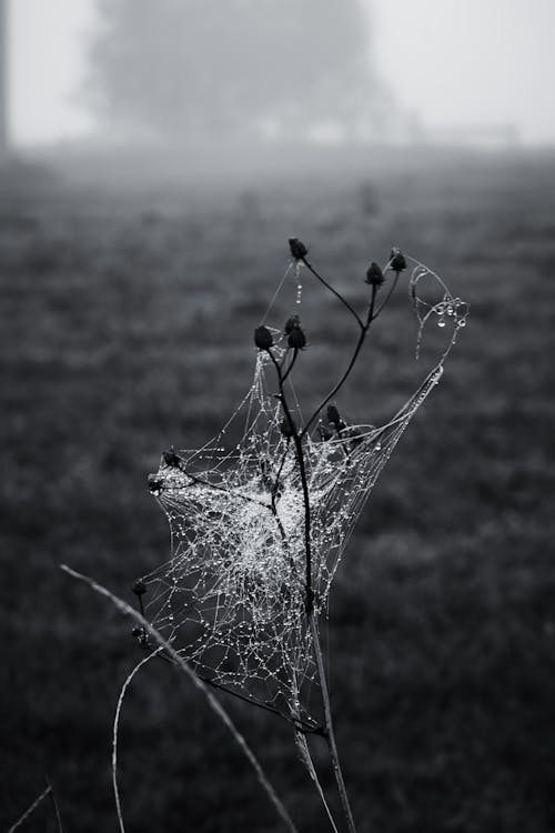 Бесплатное стоковое фото с вертикальный выстрел, мрачный, осень