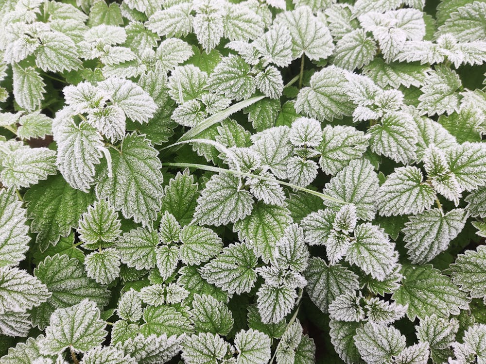 Frozen Green Plants