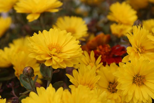 Yellow Flowers in Close-Up Photography