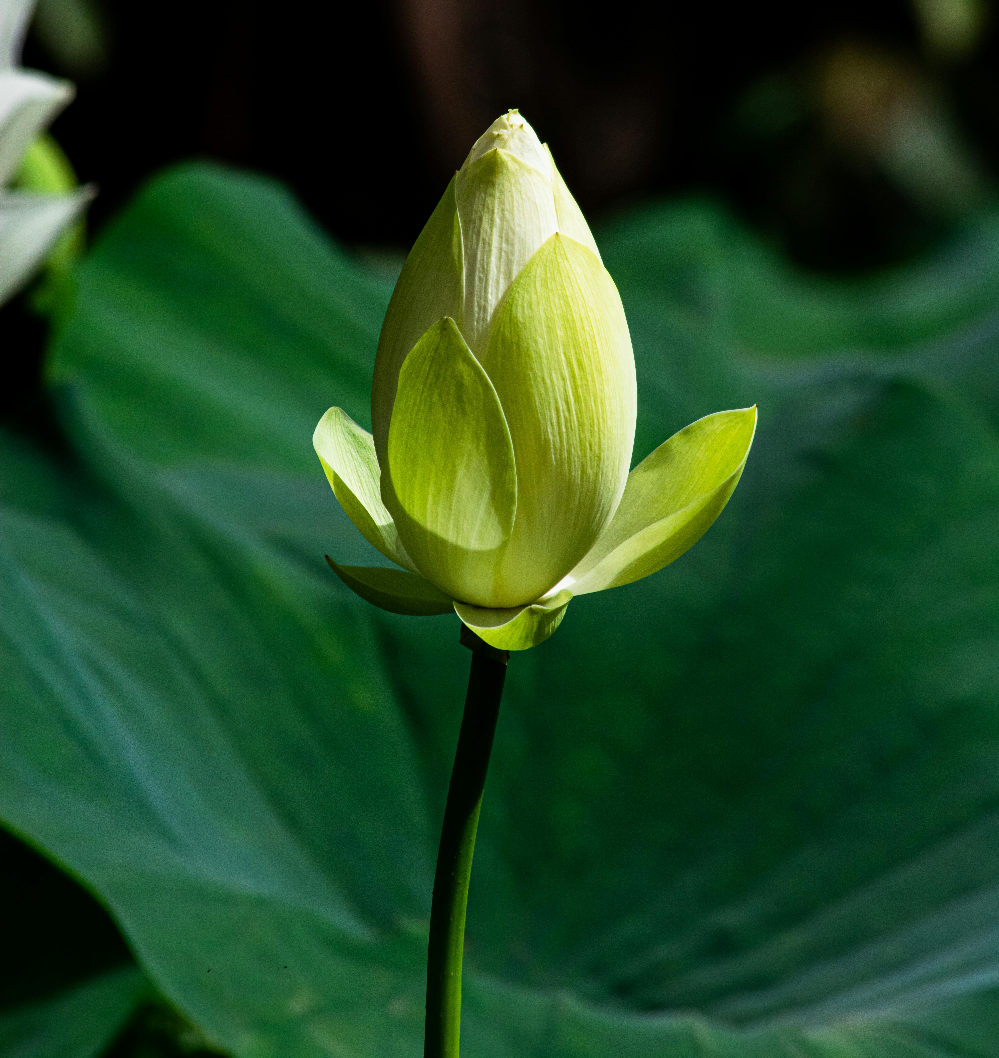 Closeup of a Lotus Bud · Free Stock Photo