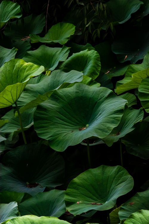 Free Vibrant green lotus leaves creating a serene natural scene full of lush foliage. Stock Photo