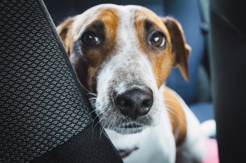 Close-up Photo of Jack Russell Terrier on Vehicle