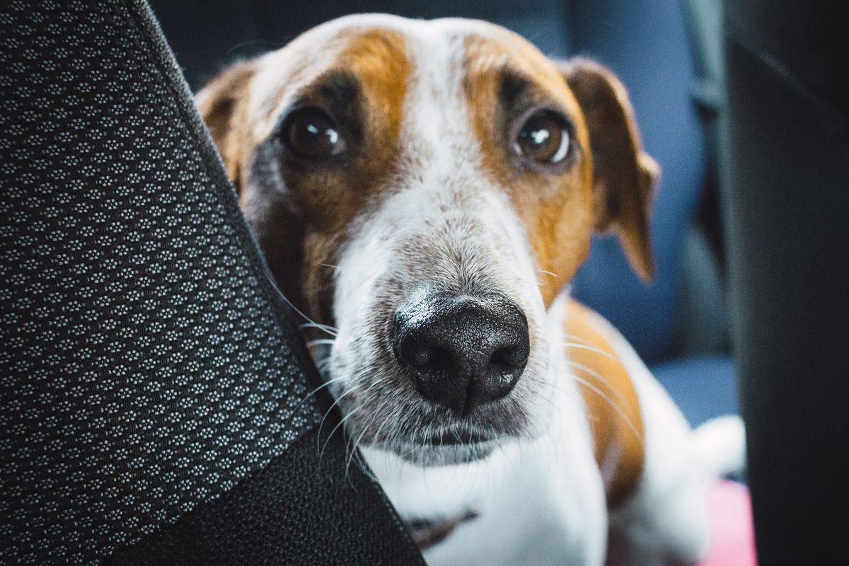 BlaBlaCar animaux : chien en covoiturage oui, BlaBlaCar Bus non