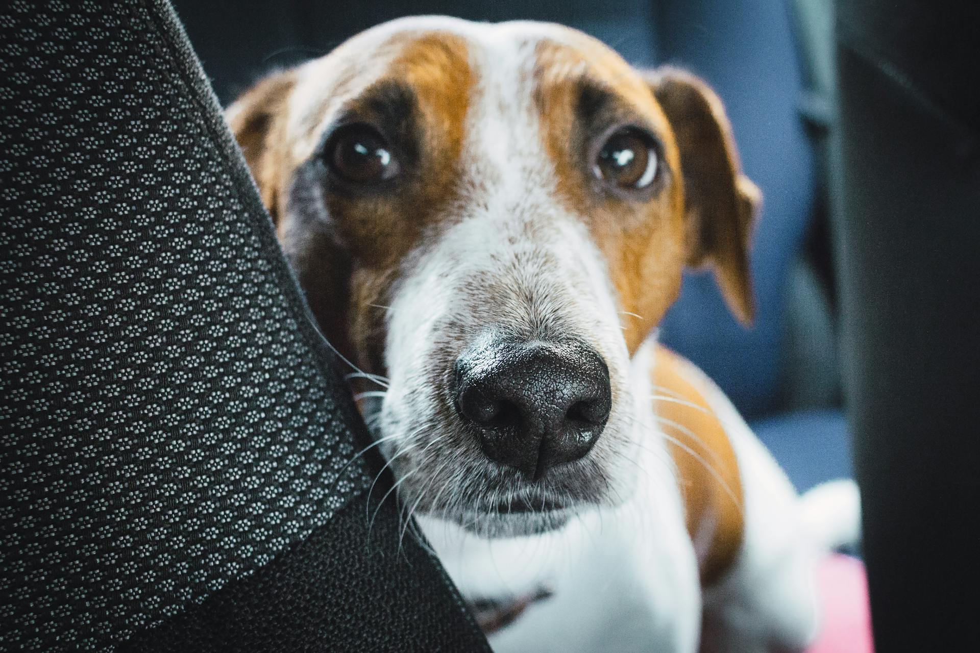 Close-up Photo of Jack Russell Terrier on Vehicle