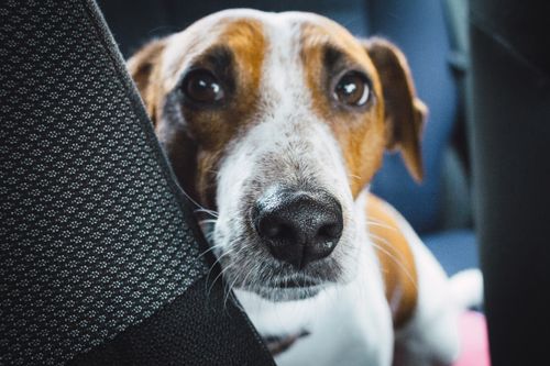 Free Adorable Jack Russell Terrier peeking through car seats with curious eyes in a close-up shot. Stock Photo