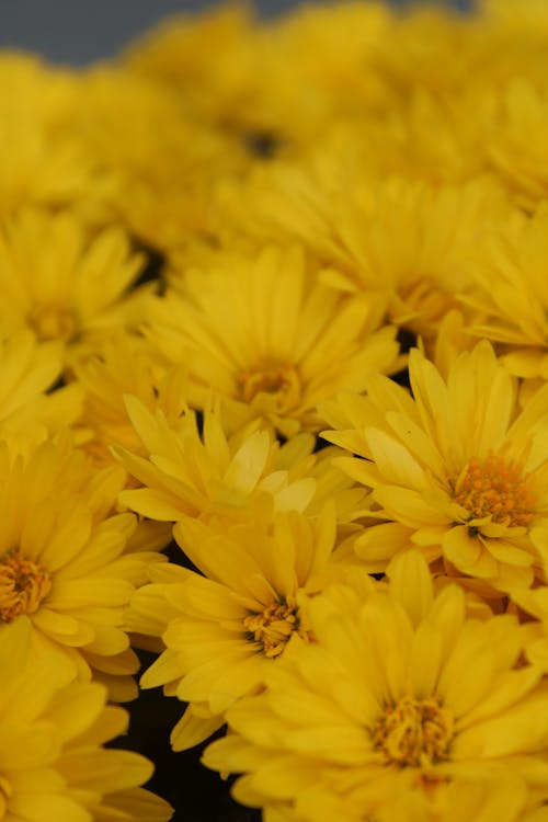 A Close-Up Shot of Yellow Chrysanthemum Flowers