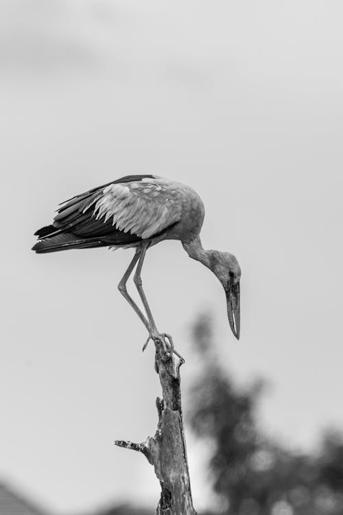 Grayscale Photo of a Stork