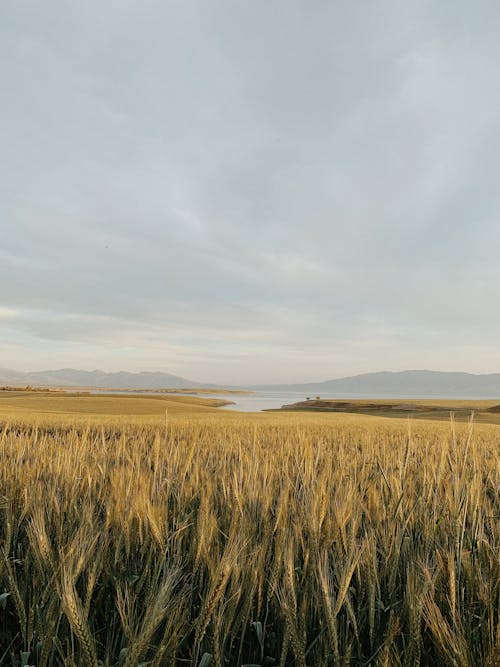 Landscape of a Wheat Field and Mountains in Distance 