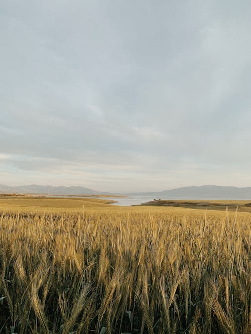 arazi, bitki, buğday içeren Ücretsiz stok fotoğraf