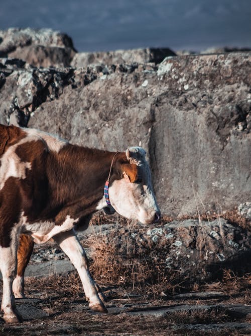 büyükbaş hayvanlar, dikey atış, hayvan içeren Ücretsiz stok fotoğraf