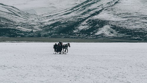 Horse Sledge in Winter Scenery