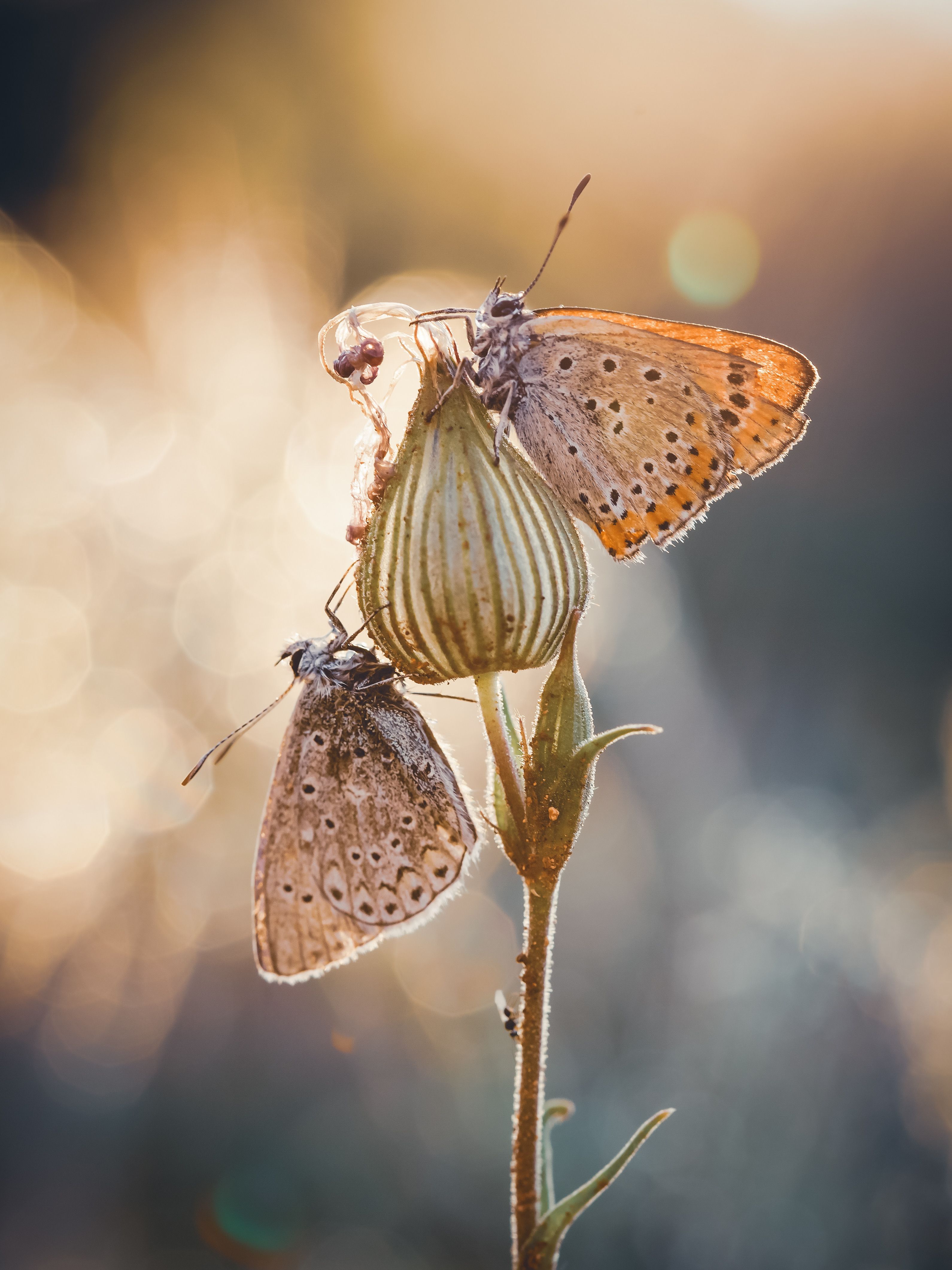 Captivating close-up view of butterflies resting on a flower bud in soft golden light.
