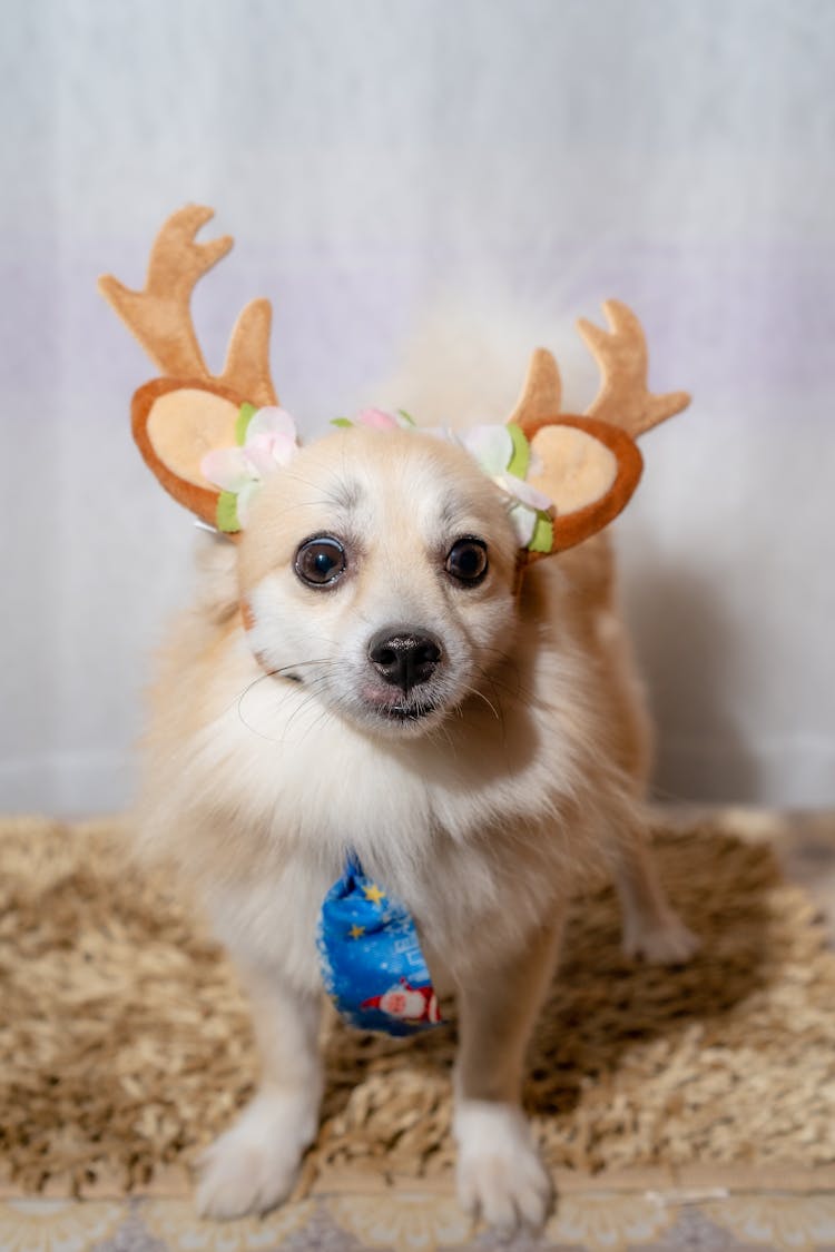 A Dog Wearing A Reindeer Headband 