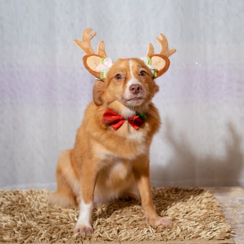 Free stock photo of adorable, animal, canine Stock Photo