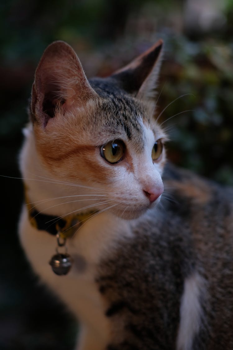 A Tabby Cat Wearing A Collar