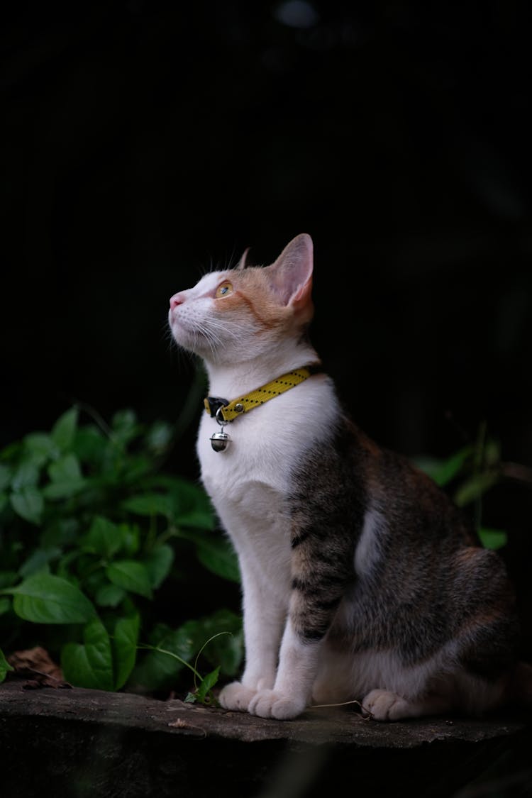 Cat With Collar Sitting