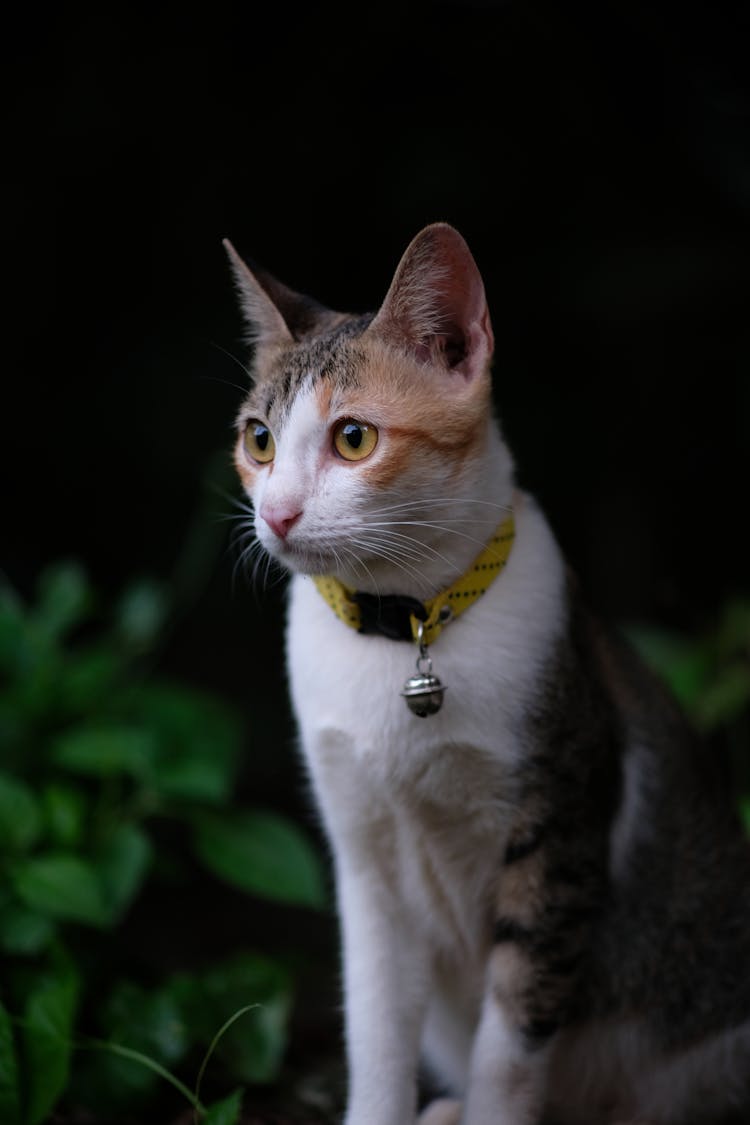 Cat With Collar