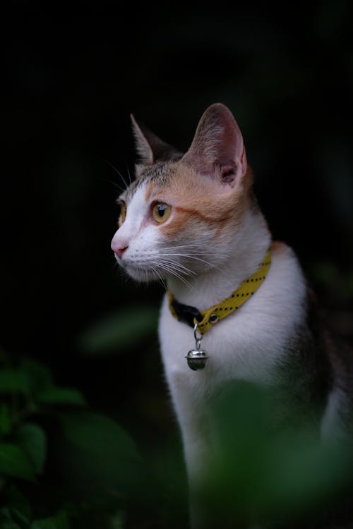 Cute Cat Looking Away