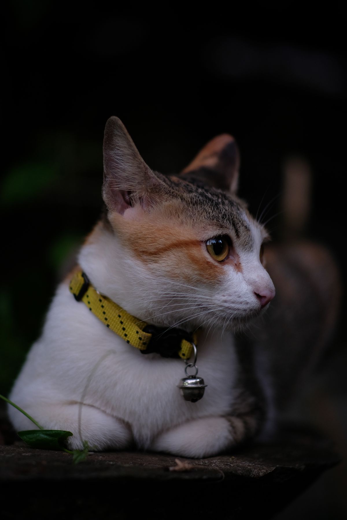 Cat Collar with Bell