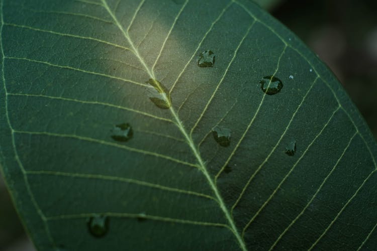 Water Droplets On Green Leaf 