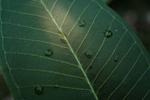 Free Detailed view of a leaf showcasing water droplets on its veins, highlighting natural textures. Stock Photo