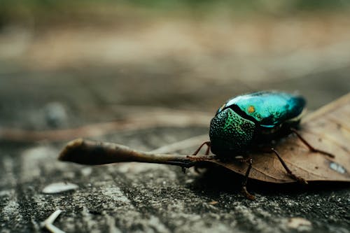 A Beetle on Brown Dried Leaf