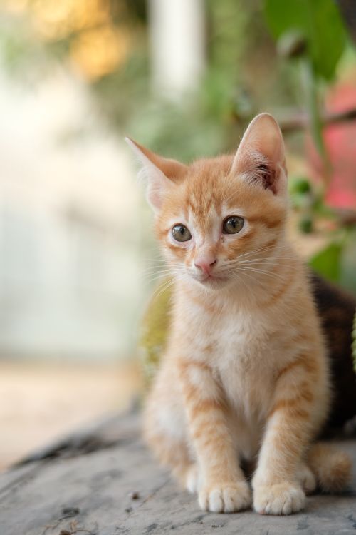 Free Cute ginger kitten sitting outdoors with greenery in the background. Stock Photo