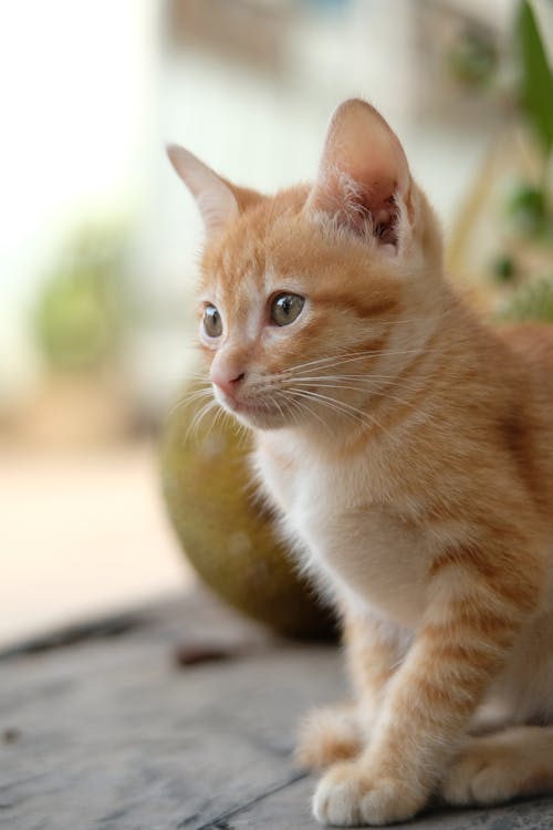 Free Cute Ginger Cat Stock Photo
