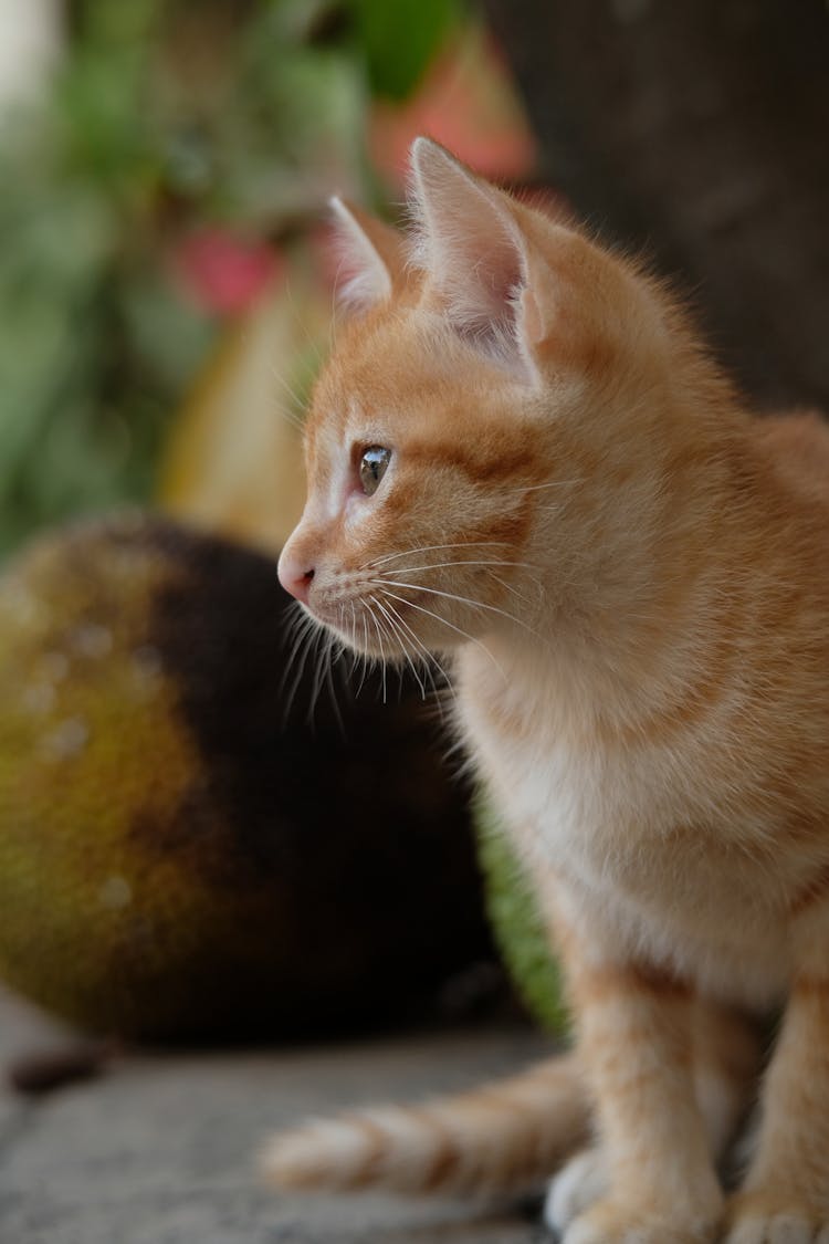 Fluffy Ginger Cat