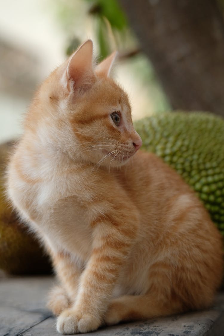 Ginger Little Cat