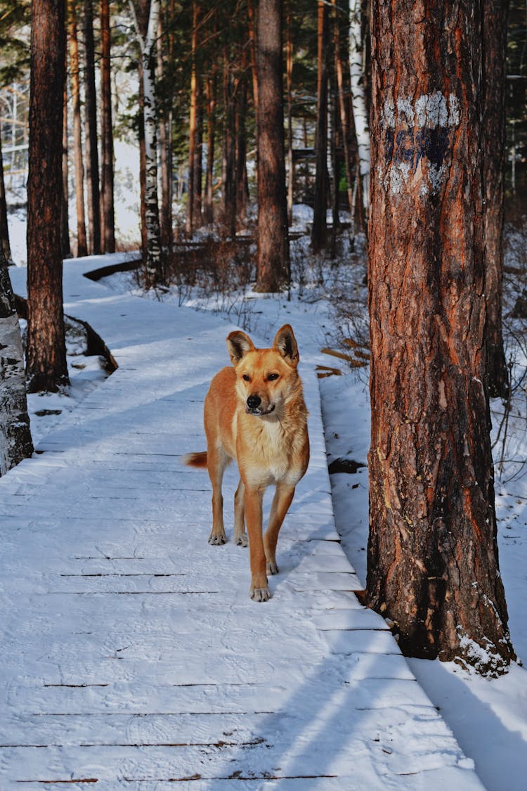 Dog On Trail In Forest In Winter