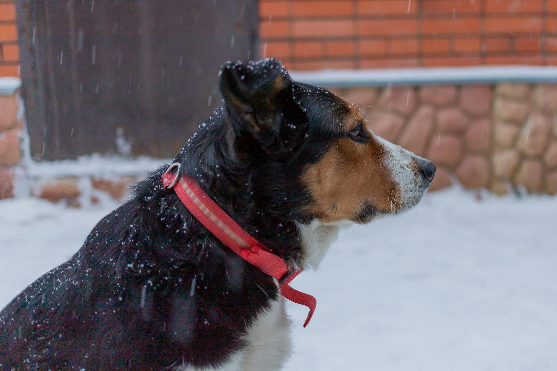 Side View of a Dog on Snow Covered Ground