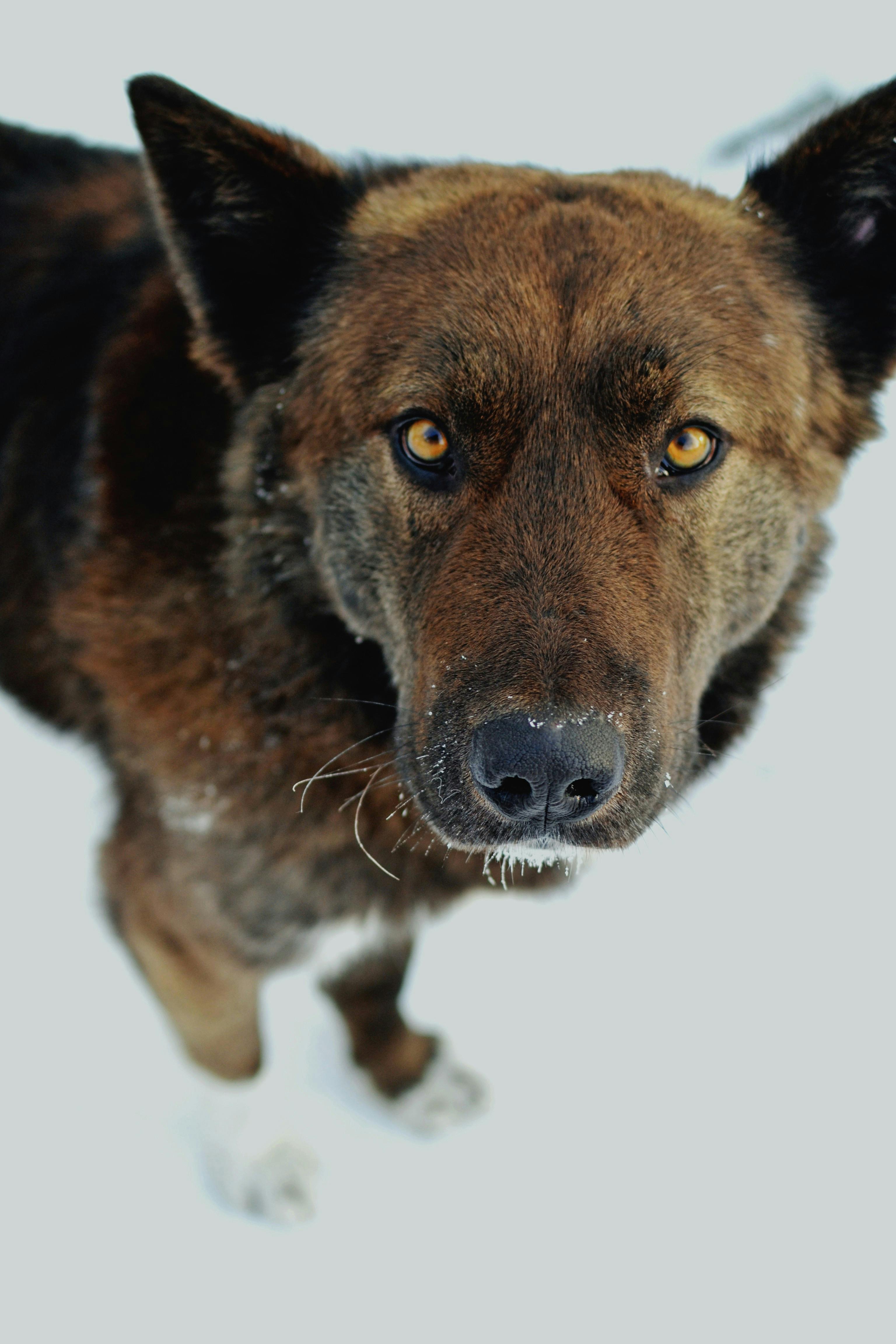 The Myth of the Cold Nose: Debunking Common Misconceptions About Dogs' Noses