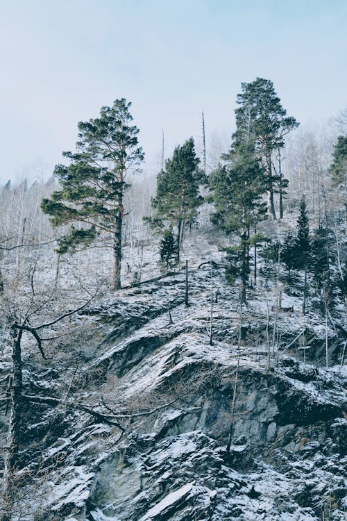 Fotos de stock gratuitas de arboles, cielo limpio, fondo de pantalla para el móvil