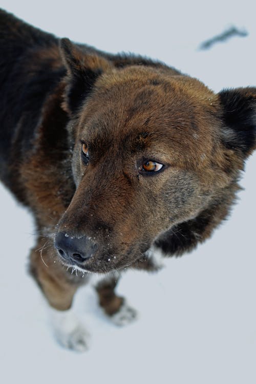 Close-Up Photo of a Brown Dog