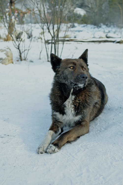 Photo of Dog Lying on Snow Covered Ground