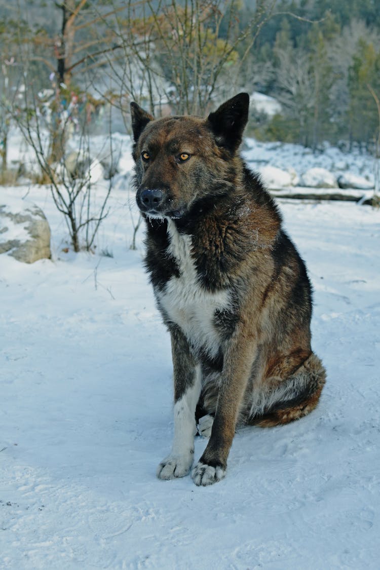 Big Dog Sitting On Snow