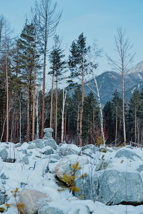 Kostenloses Stock Foto zu bäume, felsen, kalt