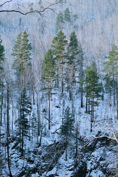 Forest in Winter Snow