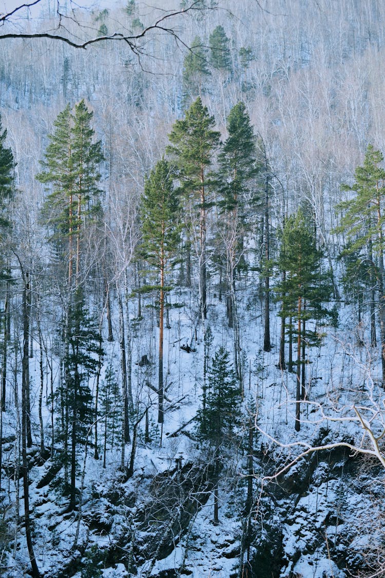 Forest In Winter Snow