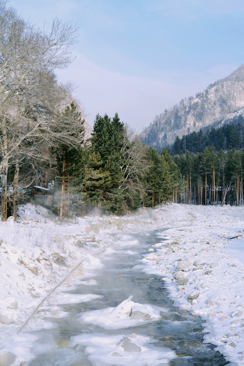 Frozen River in Woods