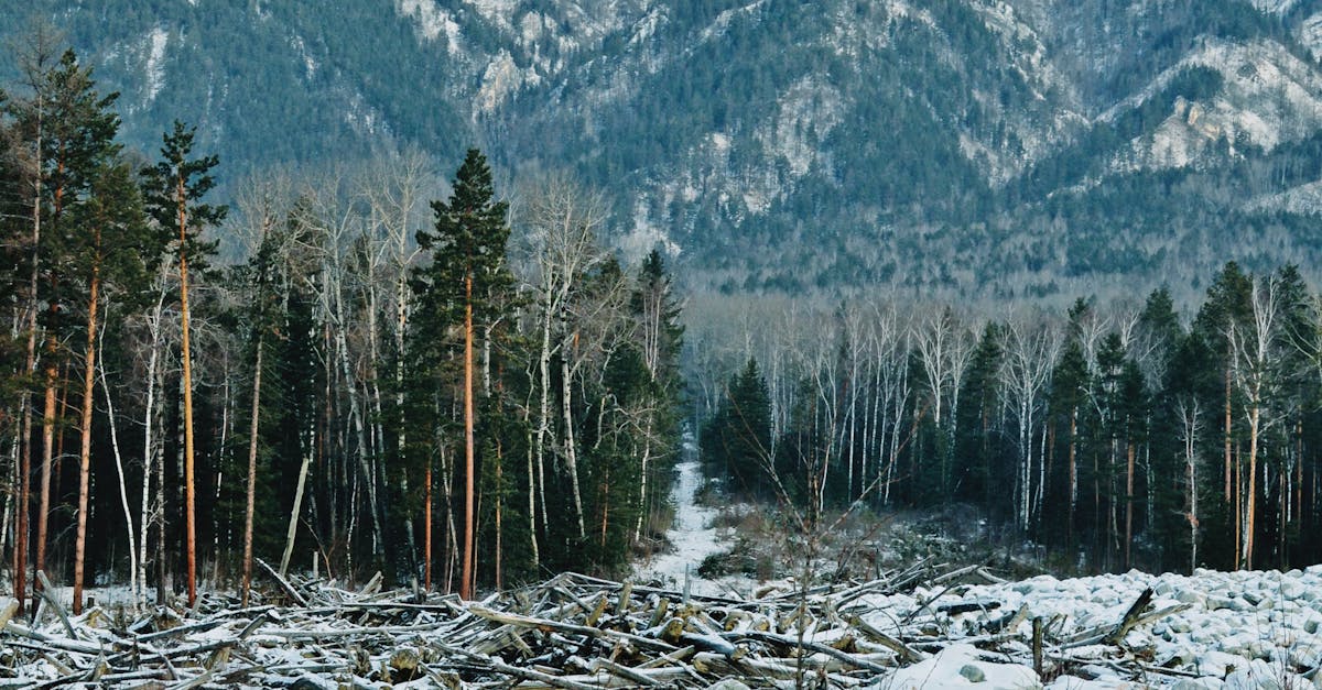 Snow on Rocks in Woods · Free Stock Photo