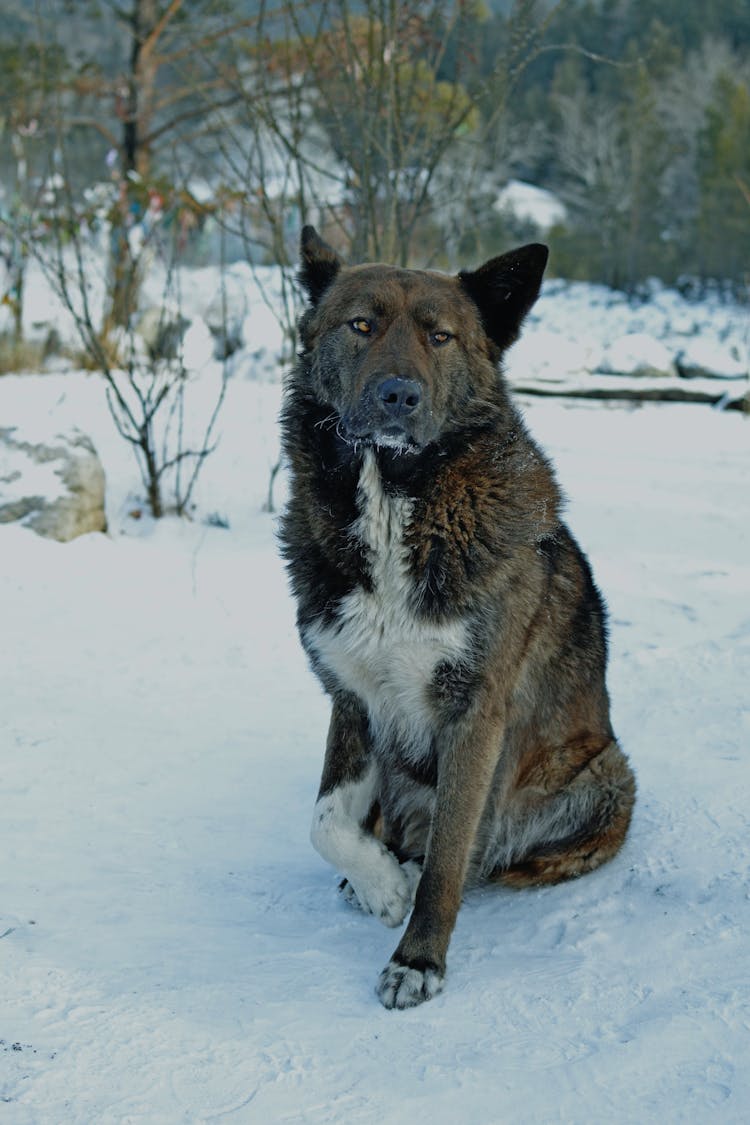 Big Dog Sitting On Snow