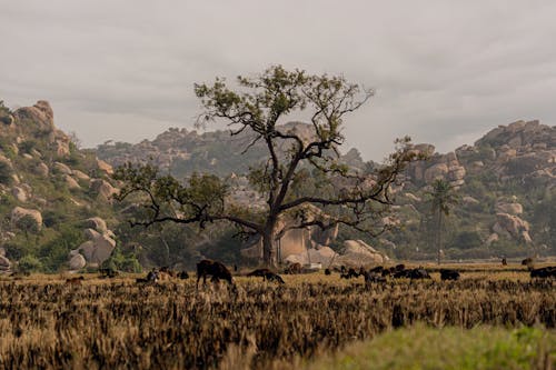 Imagine de stoc gratuită din Africa, arbore, câmp