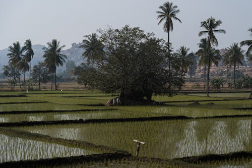 Trees on Rice Field