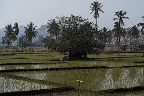 Fotos de stock gratuitas de agricultura, arboles, campo de arroz