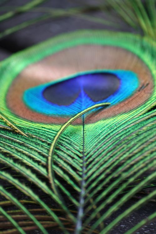 Free Close-up Photo of Green and Brown Peacock Feather Stock Photo